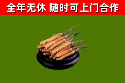 丰泽区回收冬虫夏草