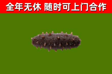 丰泽区回收海参干